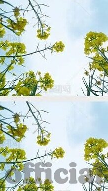 91视频网站麻豆-网络世界中的一抹独特色彩——91视频网站与麻豆文化的偶然交织