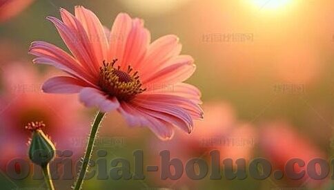 麻豆在线传媒-麻豆在线传媒，数字浪潮中的创意殿堂